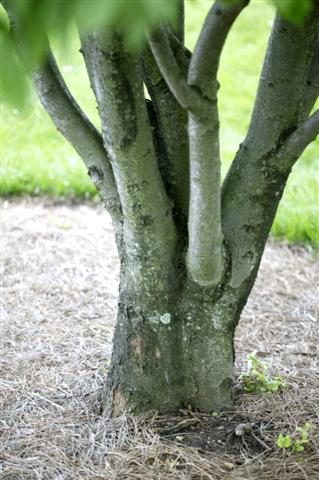 Picture of Malus tschonoskii  Tschonoski Crabapple