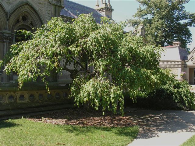 Malus sp. malusxredjadesg080506(Small).jpg