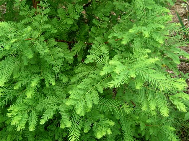 Picture of Metasequoia glyptostroboides  Dawn Redwood