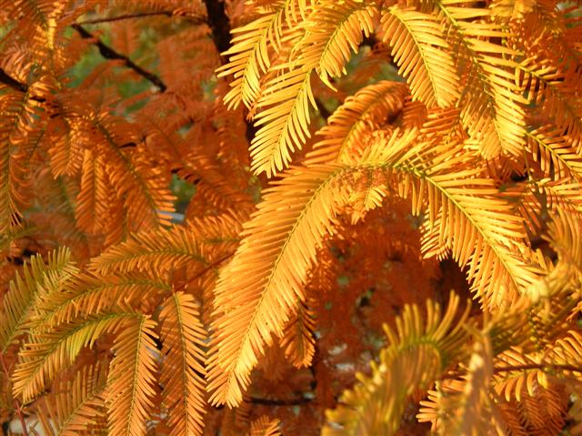 Picture of Metasequoia glyptostroboides  Dawn Redwood