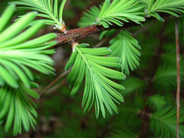 Picture of Metasequoia glyptostroboides  Dawn Redwood