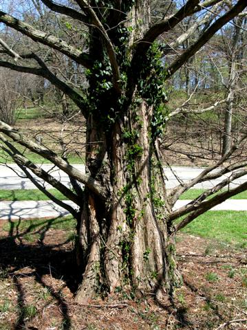 Picture of Metasequoia glyptostroboides  Dawn Redwood