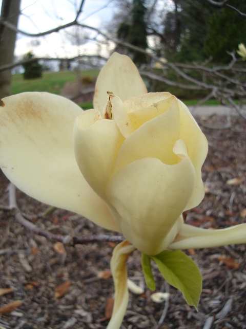 Magnolia x mgnol.ivorychal.JPG