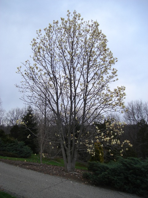 Magnolia x mgnol.ivorychali.JPG