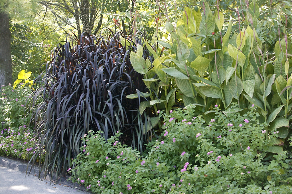 Picture of Pennisetum purpureum 'Graceful Grasses Vertigo' Graceful Grasses Vertigo Pearl Millet