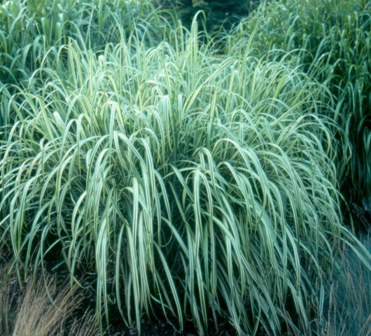 Picture of Miscanthus sinensis var. condensatus 'Cosmopolitan' Cosmopolitan Silver Grass