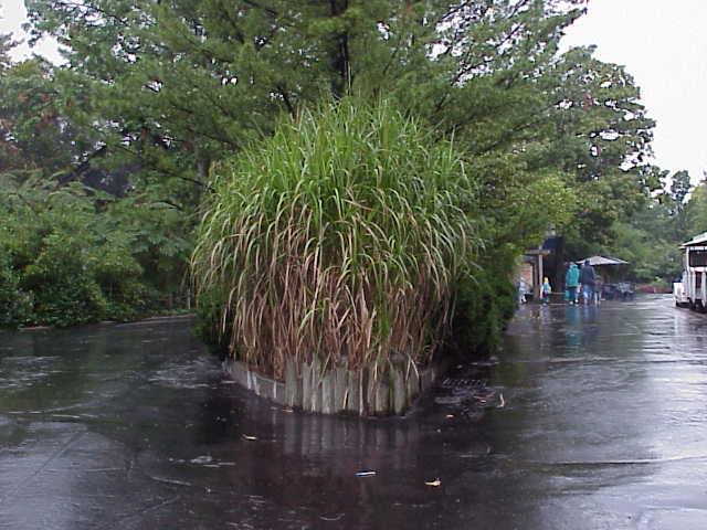 Picture of Miscanthus floridulus  Pacific Island Silvergrass