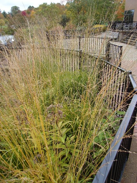 Picture of Molinia caerulea subsp. arundinacea 'Skyracer' Skyracer Purple Moor Grass