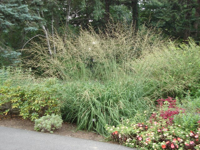 Picture of Molinia caerulea subsp. arundinacea 'Skyracer' Skyracer Purple Moor Grass