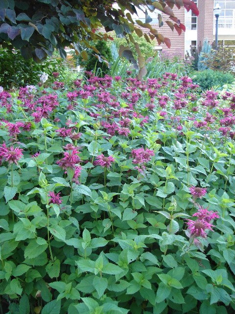 Picture of Monarda didyma 'Raspberry Wine' Raspberry Wine Bee Balm