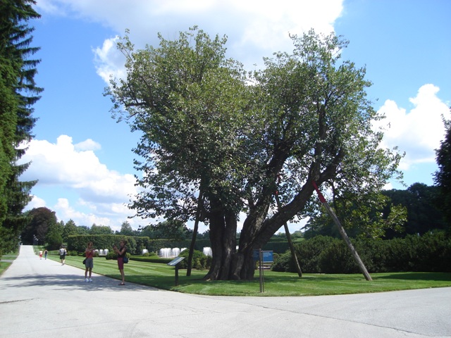 Picture of Morus alba  White or Common Mulberry