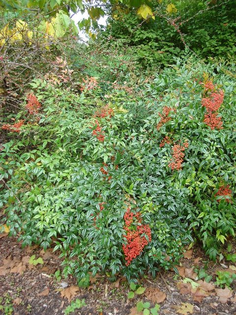 Picture of Nandina domestica  Heavenly Bamboo