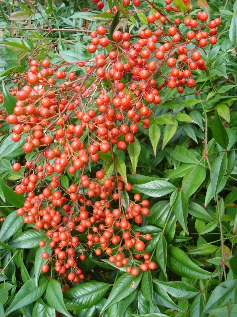 Picture of Nandina domestica  Heavenly Bamboo