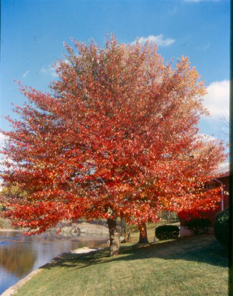 Picture of Nyssa sylvatica  Black Gum