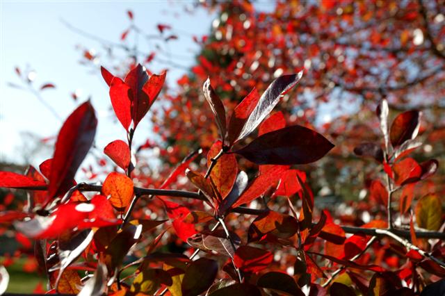 Picture of Nyssa sylvatica  Black Gum