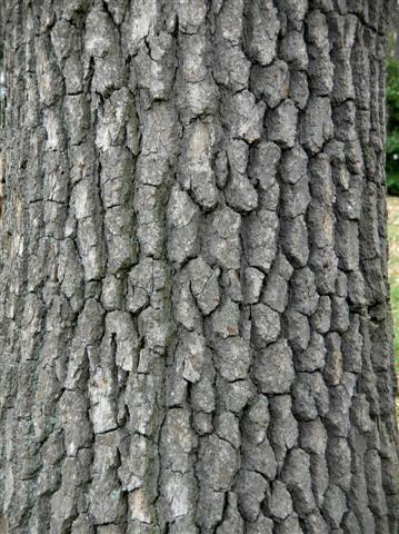 Picture of Nyssa sylvatica  Black Gum