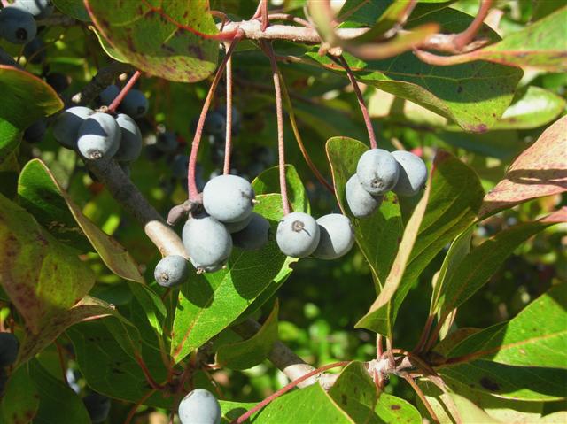 Picture of Nyssa sylvatica  Black Gum