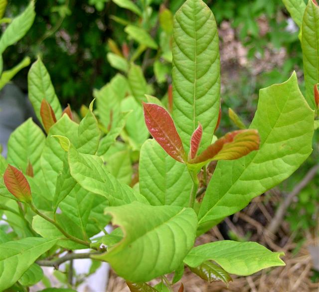 Picture of Nyssa sylvatica  Black Gum