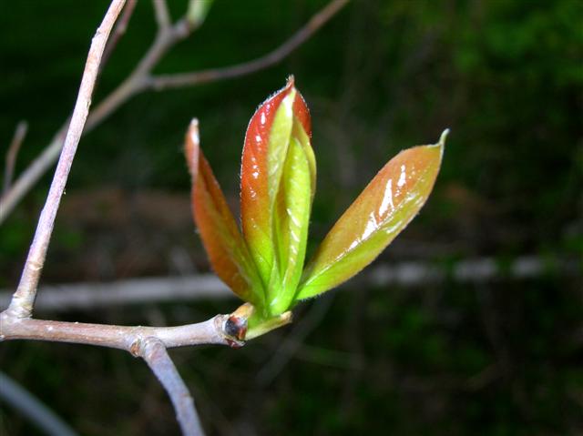 Picture of Nyssa sylvatica  Black Gum