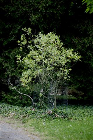 Picture of Osmanthus americanus  Devil Wood