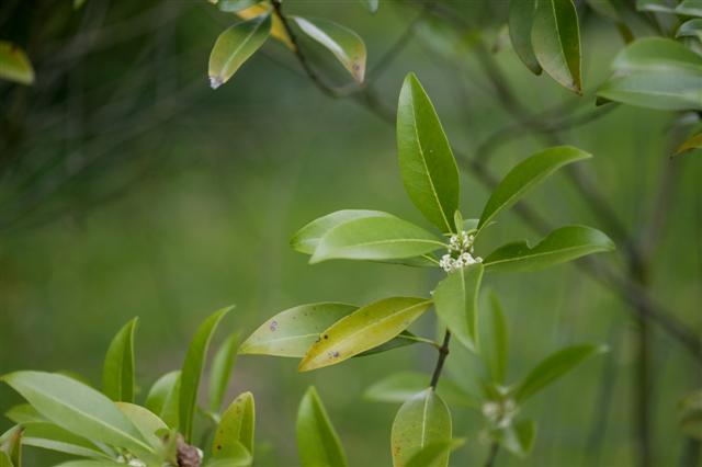 Picture of Osmanthus americanus  Devil Wood