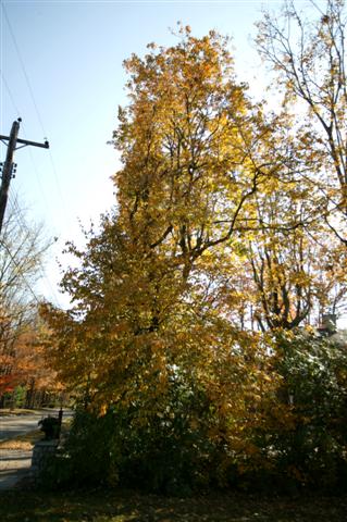 Picture of Ostrya virginiana  American Hophornbeam