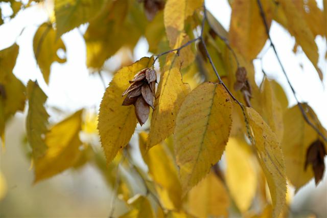 Picture of Ostrya virginiana  American Hophornbeam