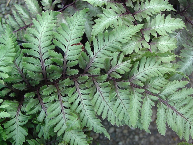 Picture of Athyrium nipponicum 'Pictum' Japanese Painted Fern