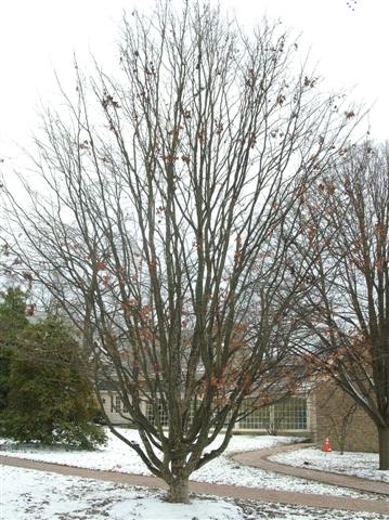 Picture of Parrotia%20persica%20%20Persian%20Parrotia