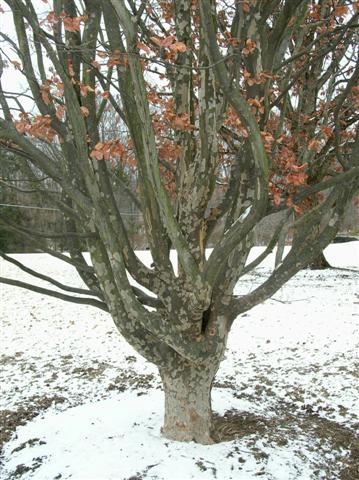 Picture of Parrotia persica  Persian Parrotia