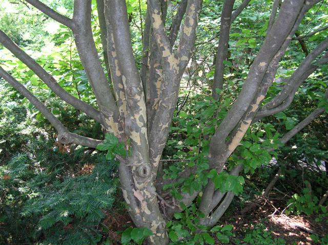 Picture of Parrotia persica  Persian Parrotia