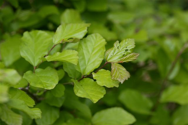 Picture of Parrotia%20persica%20%20Persian%20Parrotia