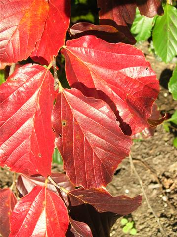 Picture of Parrotia%20persica%20%20Persian%20Parrotia