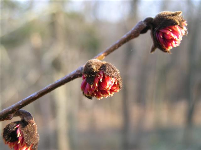 Picture of Parrotia persica  Persian Parrotia