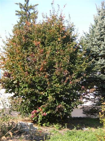 Picture of Parrotia persica  Persian Parrotia