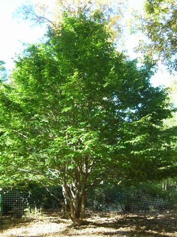 Picture of Parrotia persica  Persian Parrotia