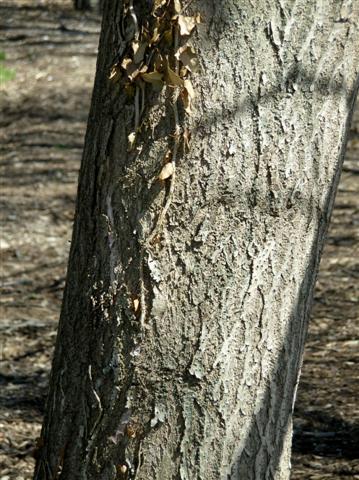 Picture of Paulownia tomentosa  Royal Paulownia or Empress Tree or Princess Tree