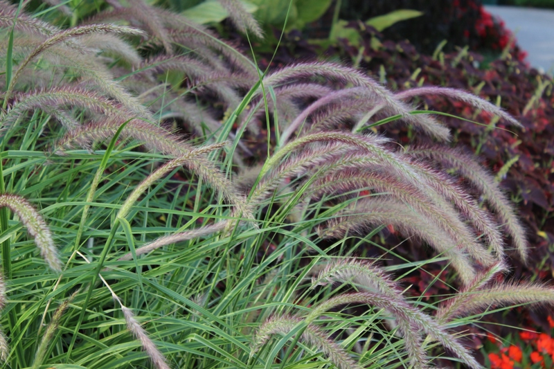 Picture of Pennisetum  setaceum 'Graceful Grasses Sky Rocket' Graceful Grasses 'Sky Rocket' Pennisetum 