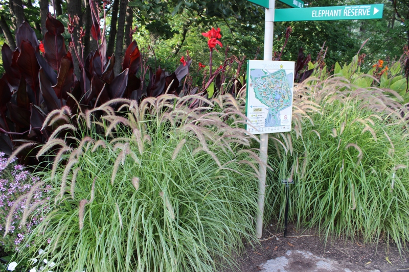 Picture of Pennisetum  setaceum 'Graceful Grasses Sky Rocket' Graceful Grasses 'Sky Rocket' Pennisetum 