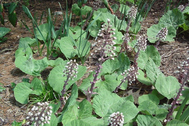 Picture of Petasites japonicus  Japanese Butterbur