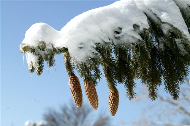 Picture of Picea abies  Norway Spruce