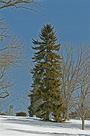 Picea orientalis piceaorientalis020609sg.jpg