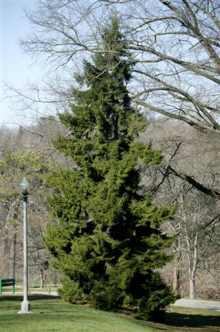 Picture of Picea orientalis  Oriental Spruce