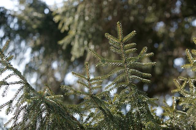 Picture of Picea orientalis  Oriental Spruce