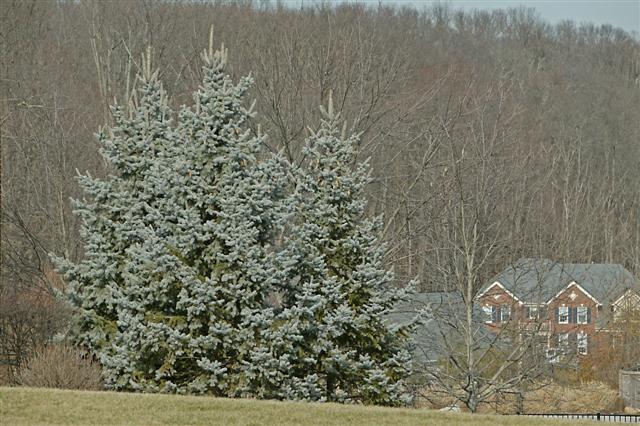 Picture of Picea pungens  Colorado Spruce