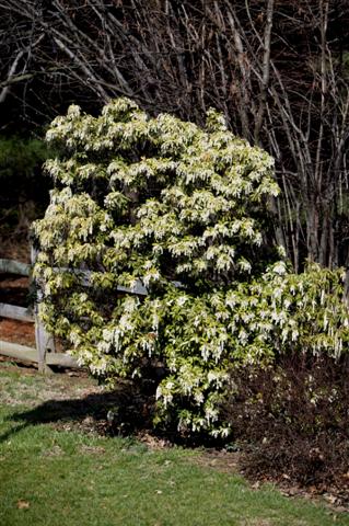 Picture of Pieris japonica  Japanese Pieris