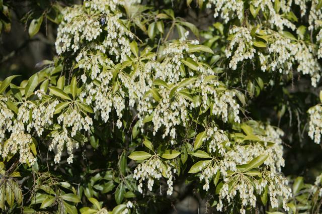 Picture of Pieris japonica  Japanese Pieris