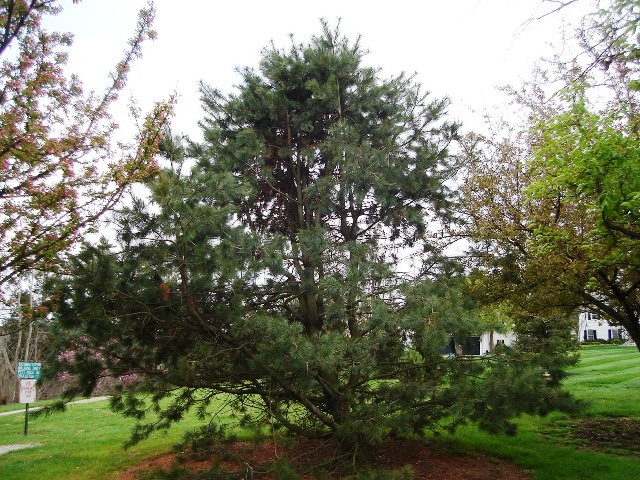 Picture of Pinus ayacahuite  Mexican White Pine