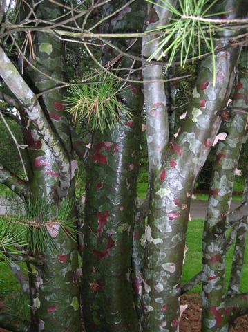 Picture of Pinus bungeana  Lacebark Pine