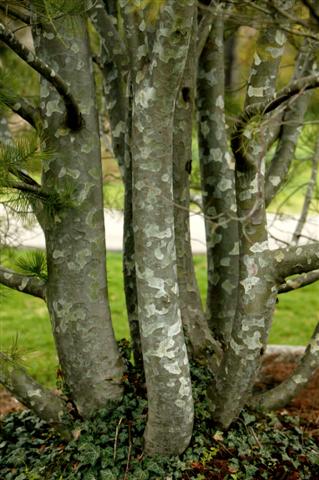 Picture of Pinus bungeana  Lacebark Pine